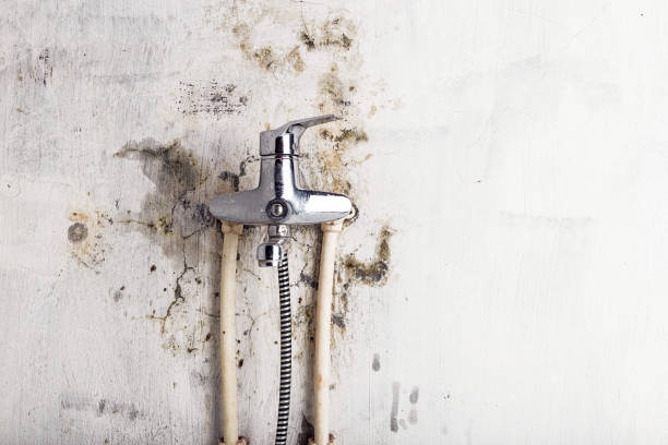 Best Fast Mold Removal  in Lake Camelot, IL