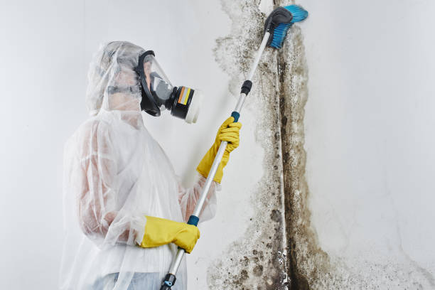 Best Residential Mold Removal  in Lake Camelot, IL