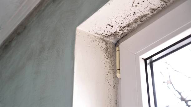 Best Black Mold Removal  in Lake Camelot, IL