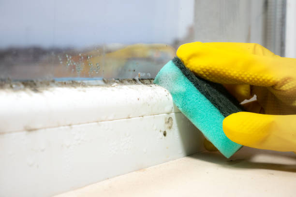 Best Crawl Space Mold Removal  in Lake Camelot, IL
