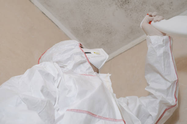 Best Attic Mold Removal  in Lake Camelot, IL