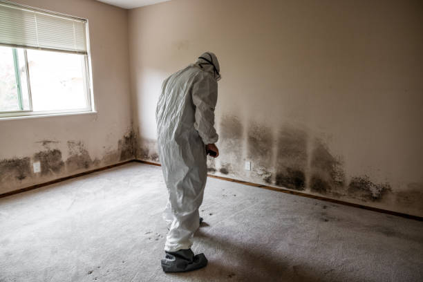 Best Crawl Space Mold Removal  in Lake Camelot, IL