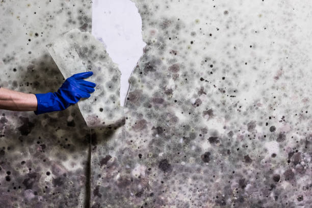 Best Mold Removal Company Near Me  in Lake Camelot, IL