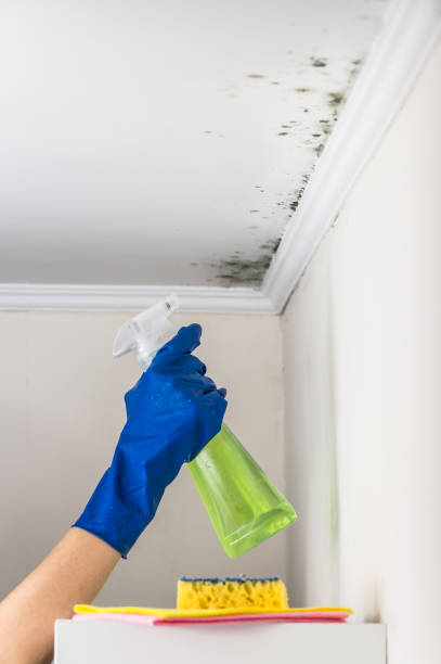 Professional Mold Removal in Lake Camelot, IL