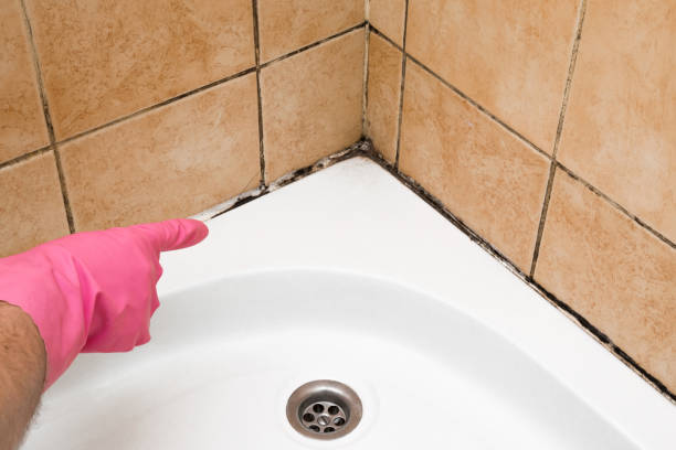 Best Affordable Mold Removal  in Lake Camelot, IL
